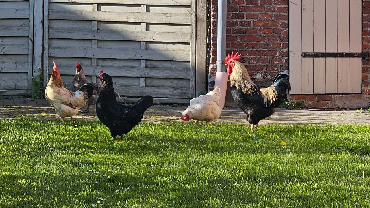 Auch Teil der Familie: die Hühner